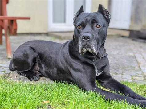 Cane corso adoption - Where to Adopt or Buy. Breed Overview. Further Research. Frequently Asked Questions. The cane corso is a large and muscular working dog with a noble, …